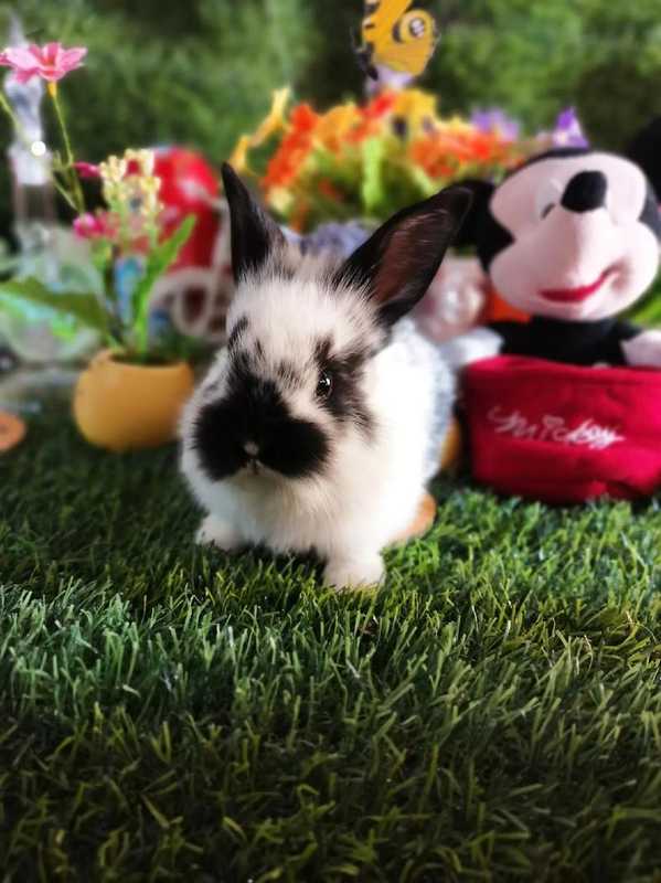 【技术解密】美短加白大骨架的骨骼发育密码：五年繁育经验深度复盘 新闻