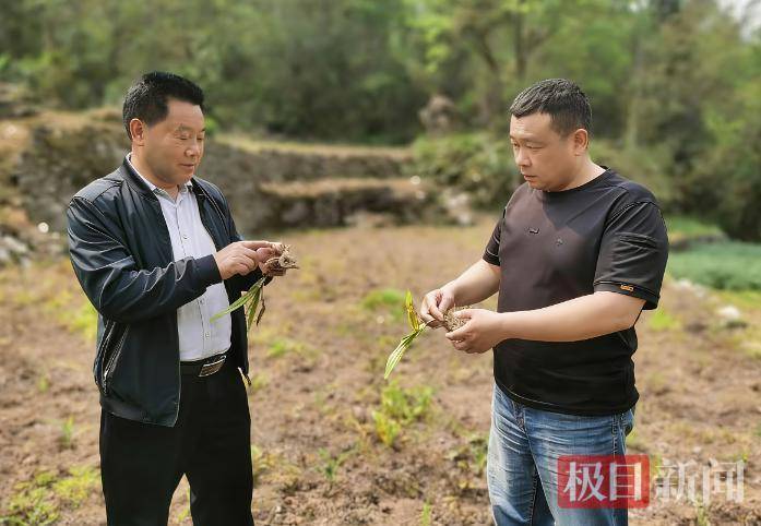  深山振兴的时代命题：放弃百万年薪的村书记，留下了什么？ 新闻