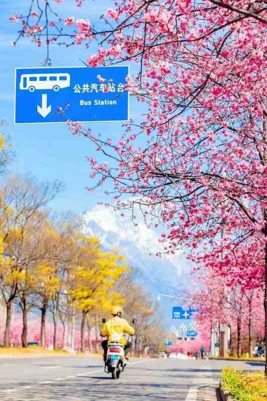 【深度】数据解码春假赏花经济:三大结构性变量重塑文旅消费新格局 文化旅游