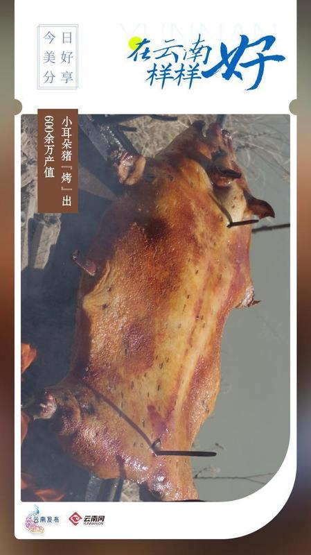  深山珍馐的逆袭密码：腾冲小耳朵猪如何从濒危困境到600万产业 文化旅游 深山珍馐的逆袭密码：腾冲小耳朵猪如何从濒危困境到600万产业 文化旅游 深山珍馐的逆袭密码：腾冲小耳朵猪如何从濒危困境到600万产业 文化旅游